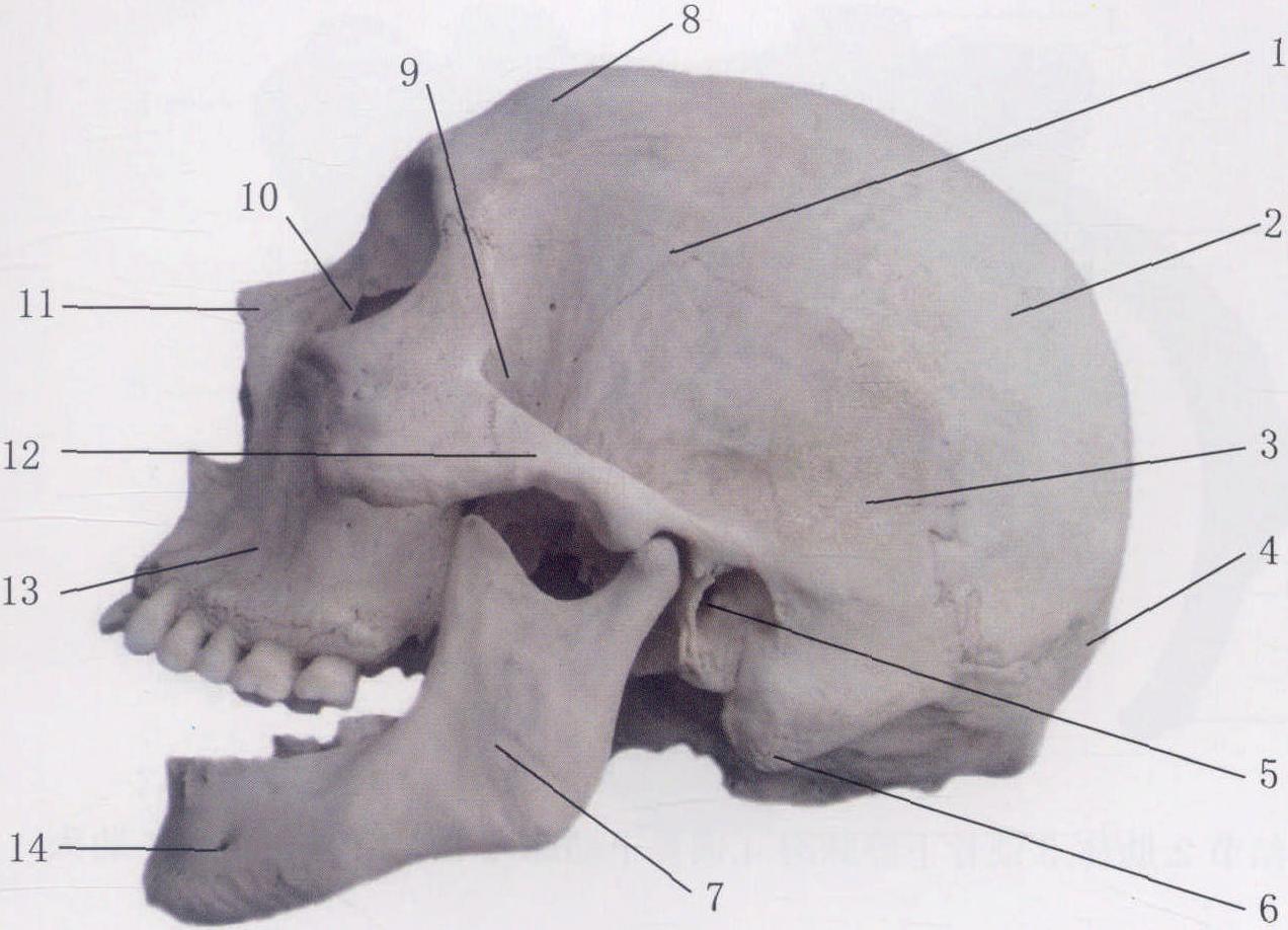 图3-16 颅骨(侧面)